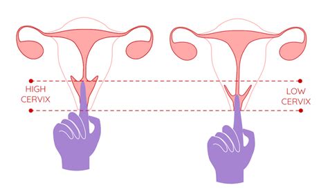 The vagina becomes lubricated, or slippery, by the passage of fluids through the vaginal walls. . Inside vagina during sex